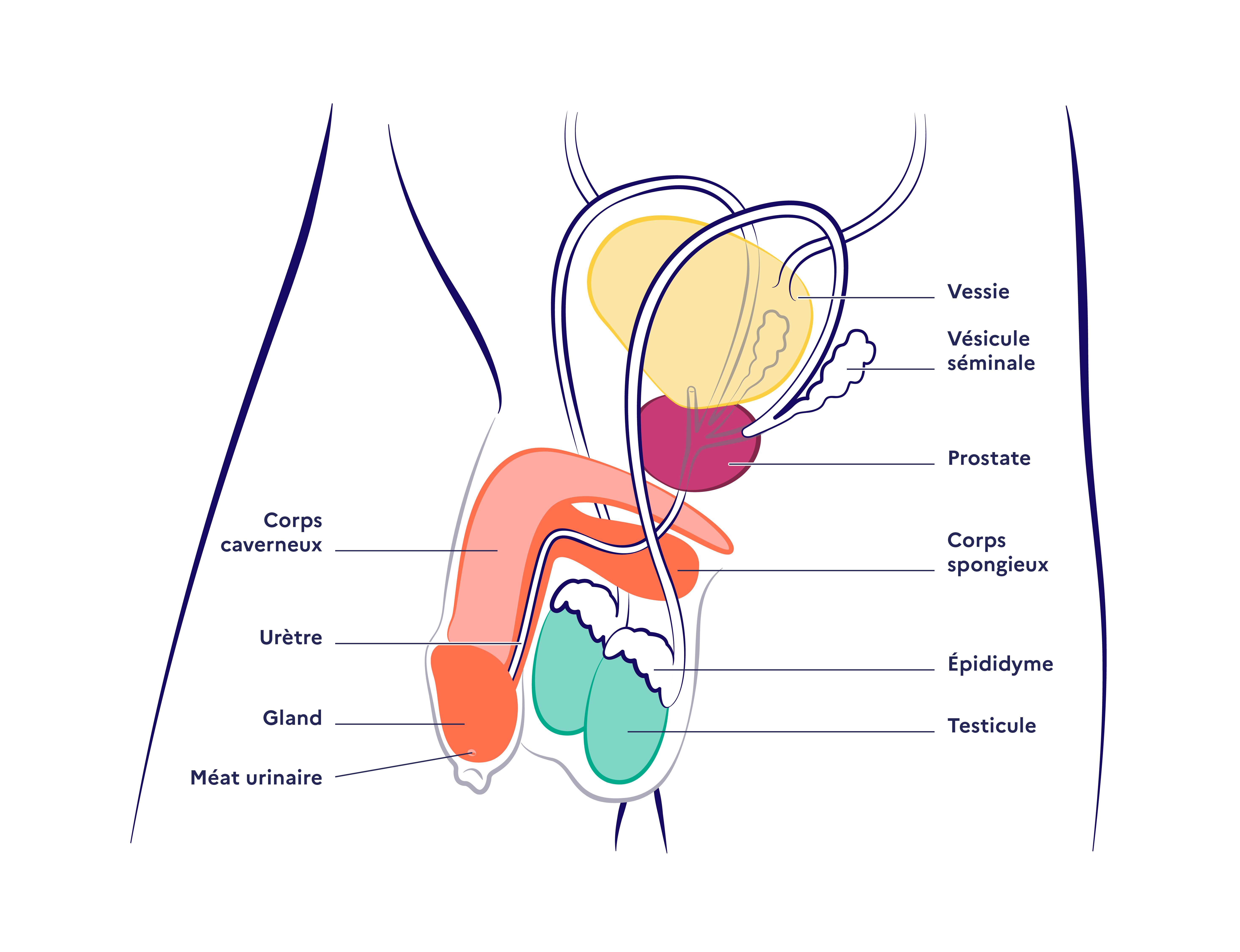 Vue interne du pénis
