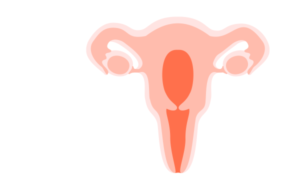 Règles : tout savoir sur le cycle menstruel
